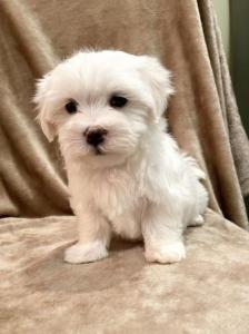 Pre-Spoiled, indoor raised non shedding/ hypoallergeni pure Maltese puppies