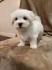 Pre-Spoiled, indoor raised non shedding/ hypoallergeni pure Maltese puppies