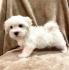 Pre-Spoiled, indoor raised non shedding/ hypoallergeni pure Maltese puppies