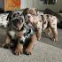 Healthy English Bulldog Puppies