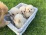 Adorable Pomeranian Puppies for Sale