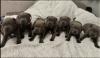 Blue Staffordshire bull terrier puppies